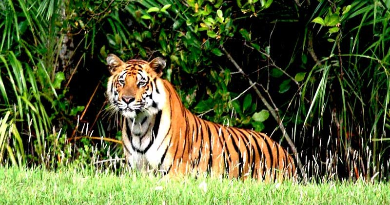 Sundarban-Tiger