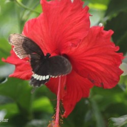 butterfly-park-chittagong