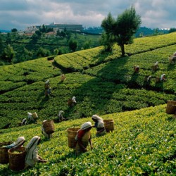Tea Estate and Rain Forests, Sylhet - Isshh